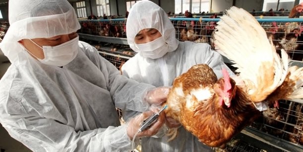 China: Primer caso mundial de gripe aviar H10N3 en humanos