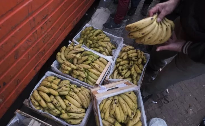Impactante, encontraron 100 kilos de cocaína en un cargamento de bananas