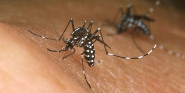 Récord de casos de dengue: 52.466 casos y 32 muertes en una semana